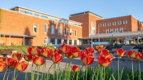 Red and yellow tulips with a large brick building in the background