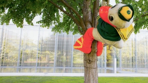 UO Duck mascot hanging from a branch of a tree